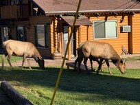 Elk grazing next to the Murphy’s Lodge Office