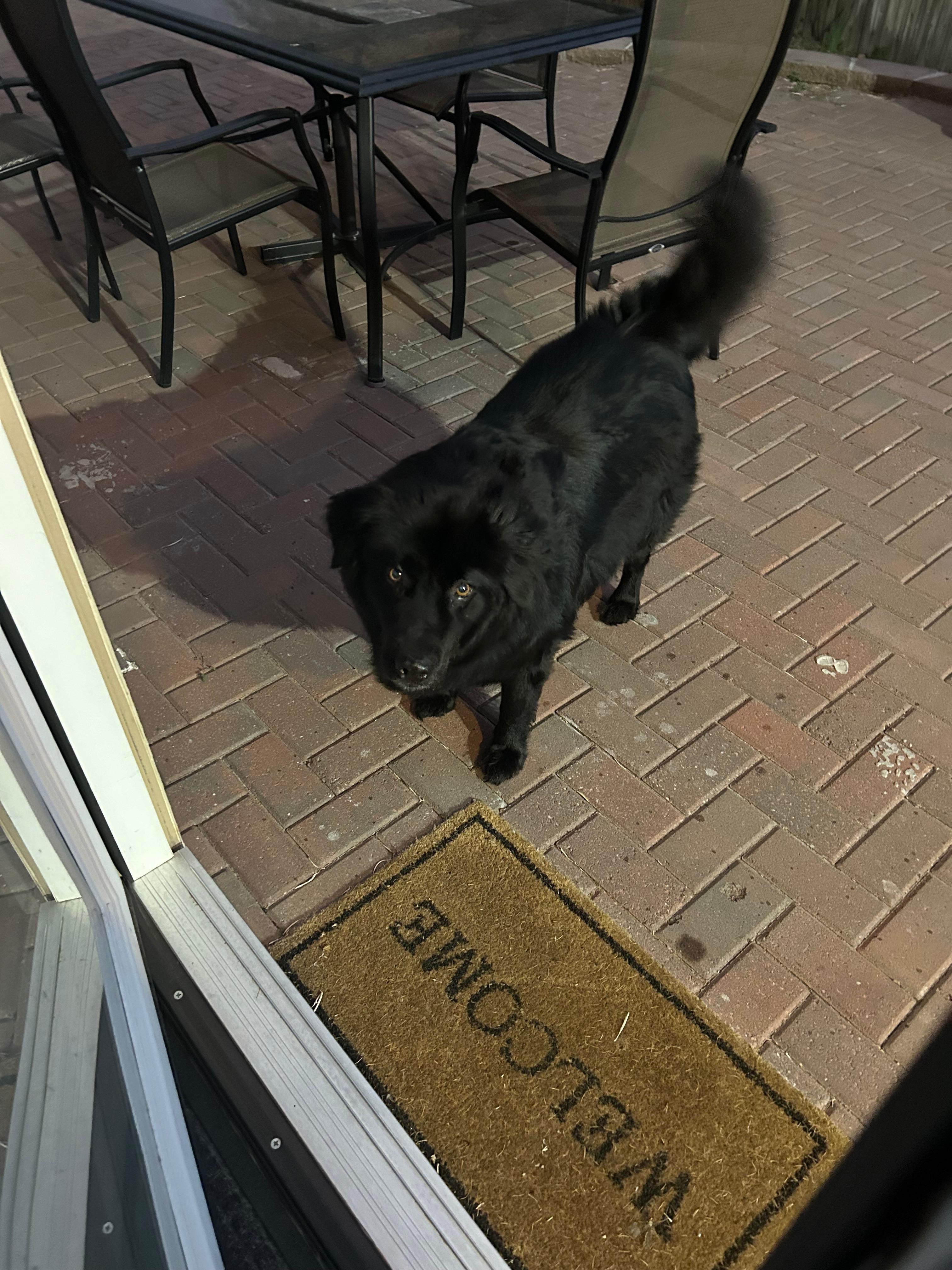 Owner dog at basement door- upsetting our dog and making access uncomfortable. 